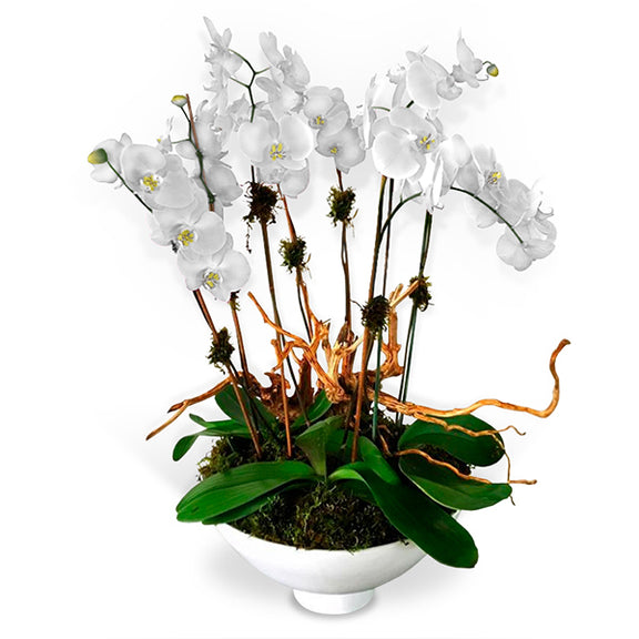 Arreglo Floral de Orquideas | DELICADO